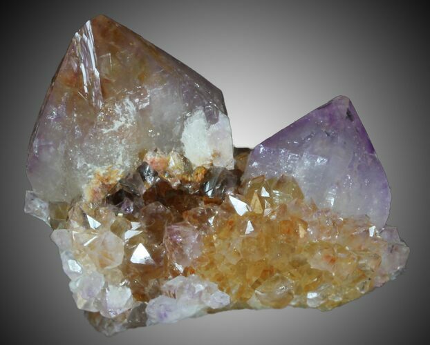 Cactus Quartz (Amethyst) Crystals - South Africa #33901